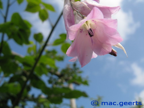 Dierama pendulum